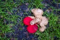 Discarded teddy bear